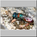 Chrysis illigeri - Goldwespe 02c 5mm OS-Wallenhorst-Tongrube-Lehmwiese.jpg